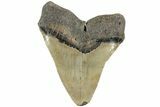 Fossil Megalodon Tooth - North Carolina #235719-1